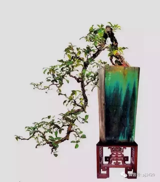 這三種懸崖盆景,真是氣勢不凡!