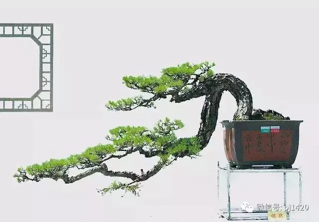 這三種懸崖盆景,真是氣勢不凡!