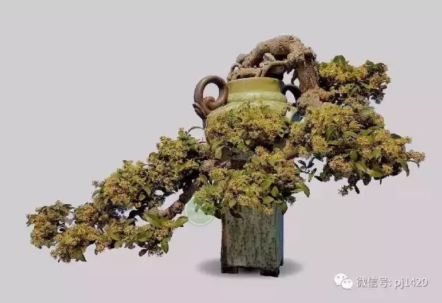 這三種懸崖盆景,真是氣勢不凡!