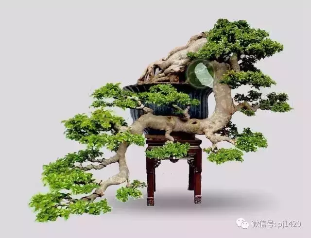 這三種懸崖盆景,真是氣勢不凡!
