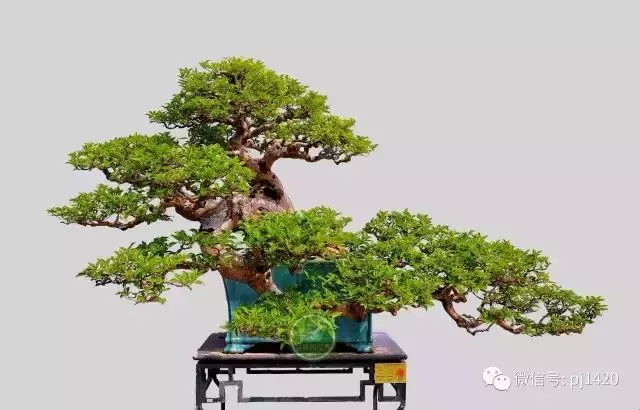 這三種懸崖盆景,真是氣勢不凡!