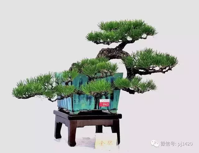 這三種懸崖盆景,真是氣勢不凡!