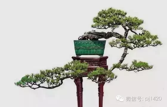 這三種懸崖盆景,真是氣勢不凡!