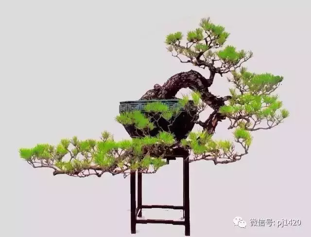 這三種懸崖盆景,真是氣勢不凡!