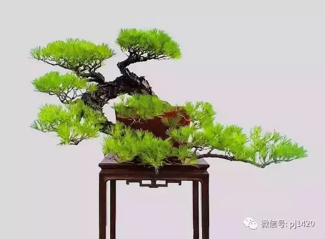 這三種懸崖盆景,真是氣勢不凡!