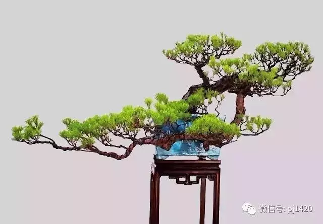 這三種懸崖盆景,真是氣勢不凡!