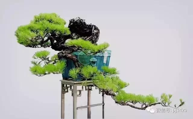 這三種懸崖盆景,真是氣勢不凡!