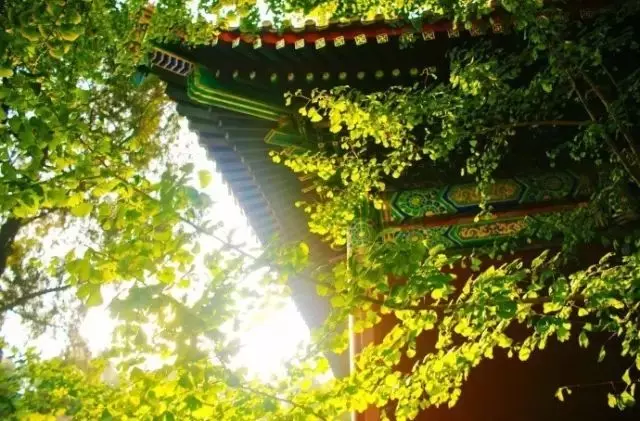 世界上,有種幸福叫做「微笑」。