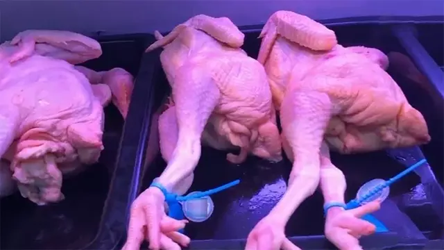 超市中的大雞腿,都是「激素雞」嗎?速成雞能吃嗎?