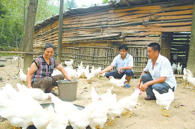 超市中的大雞腿,都是「激素雞」嗎?速成雞能吃嗎?