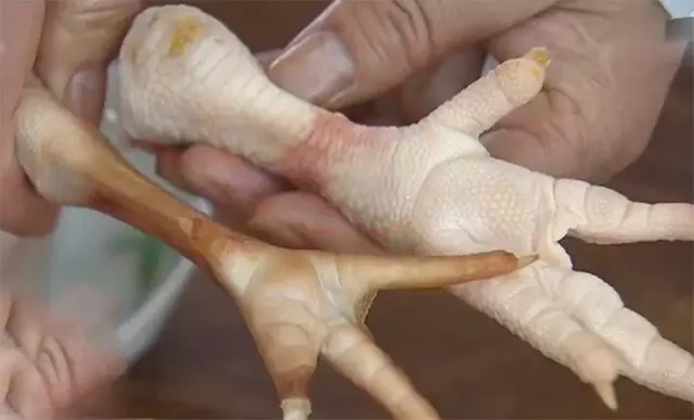超市中的大雞腿,都是「激素雞」嗎?速成雞能吃嗎?