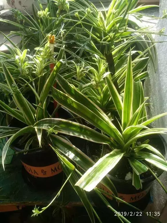 2種「天然營養水」,每周澆1次,吊蘭新枝猛躥,文竹爬滿牆!