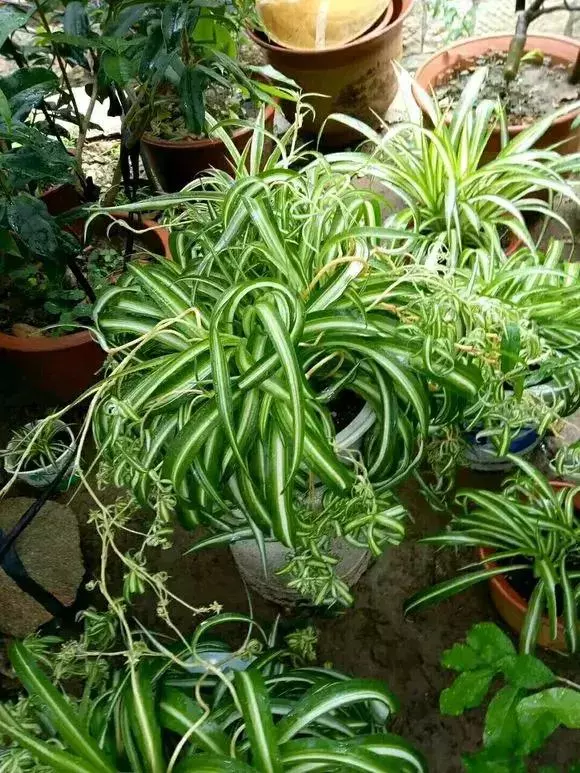 2種「天然營養水」,每周澆1次,吊蘭新枝猛躥,文竹爬滿牆!