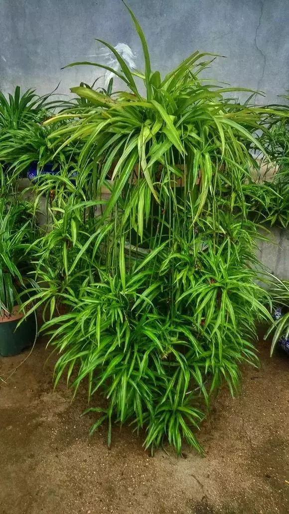 2種「天然營養水」,每周澆1次,吊蘭新枝猛躥,文竹爬滿牆!