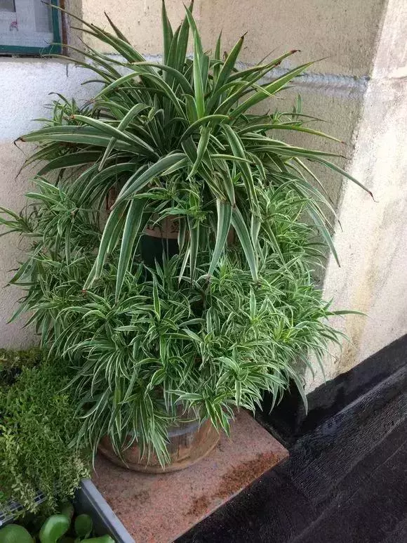 2種「天然營養水」,每周澆1次,吊蘭新枝猛躥,文竹爬滿牆!