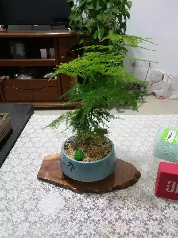 2種「天然營養水」,每周澆1次,吊蘭新枝猛躥,文竹爬滿牆!