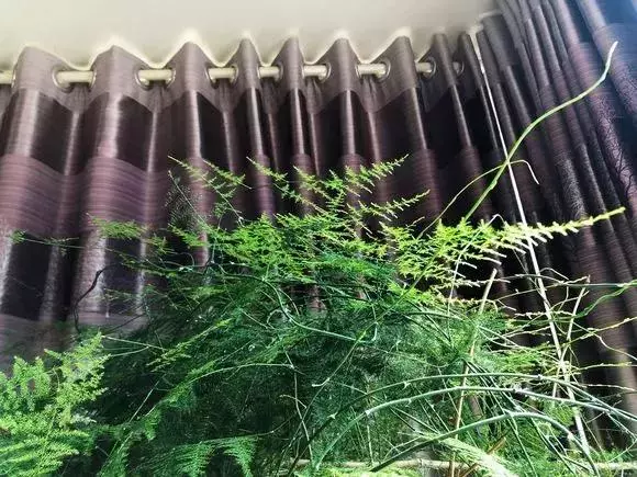 2種「天然營養水」,每周澆1次,吊蘭新枝猛躥,文竹爬滿牆!