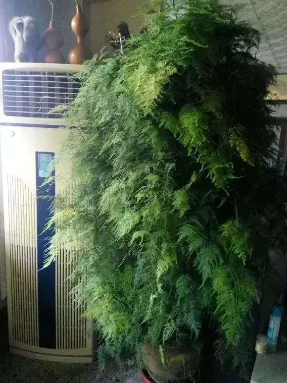 2種「天然營養水」,每周澆1次,吊蘭新枝猛躥,文竹爬滿牆!