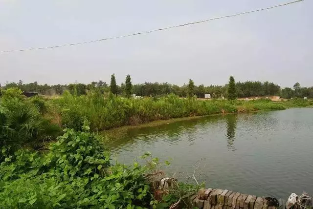 2種「天然營養水」,每周澆1次,吊蘭新枝猛躥,文竹爬滿牆!