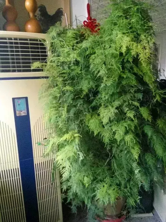 2種「天然營養水」,每周澆1次,吊蘭新枝猛躥,文竹爬滿牆!