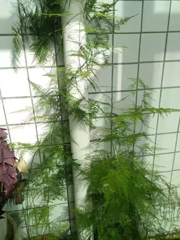 2種「天然營養水」,每周澆1次,吊蘭新枝猛躥,文竹爬滿牆!