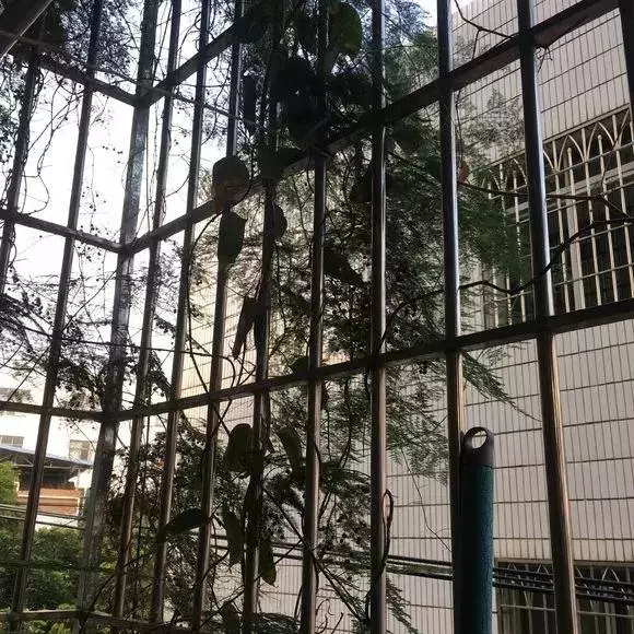 2種「天然營養水」,每周澆1次,吊蘭新枝猛躥,文竹爬滿牆!