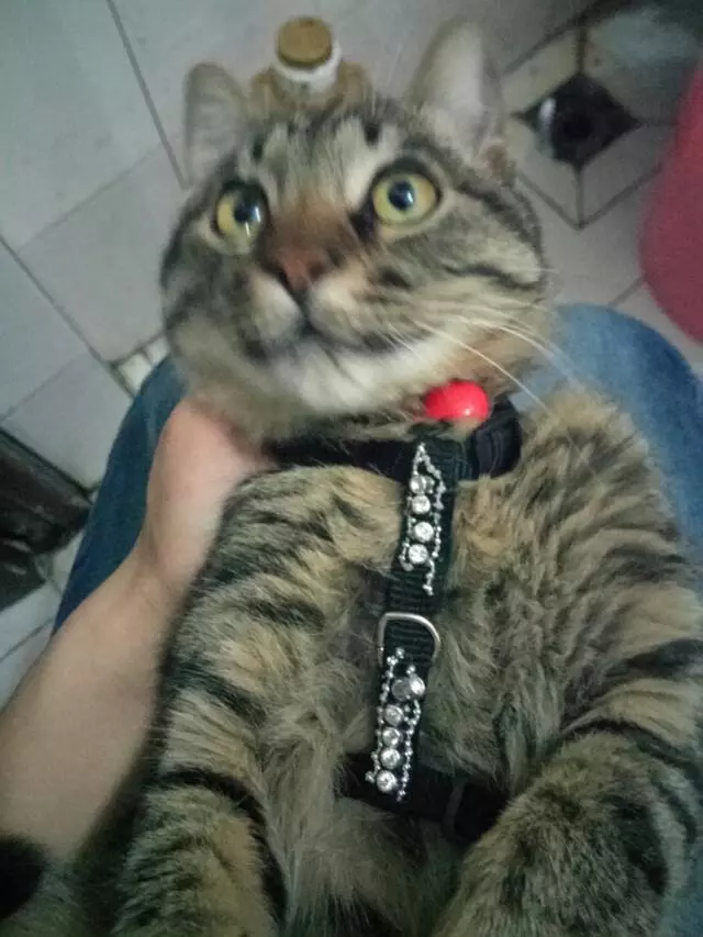 千萬不要讓貓咪看到石像,不然我跟你講,會笑到胃疼的