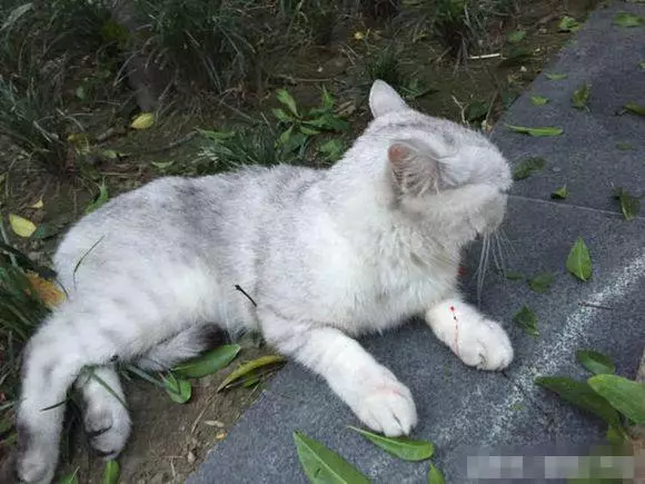 貓咪從陽台掉落摔成,拒絕別人幫助,看到主人後暈倒