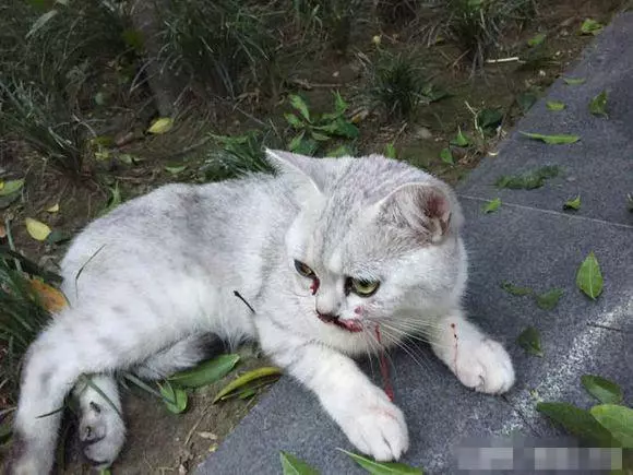 貓咪從陽台掉落摔成,拒絕別人幫助,看到主人後暈倒