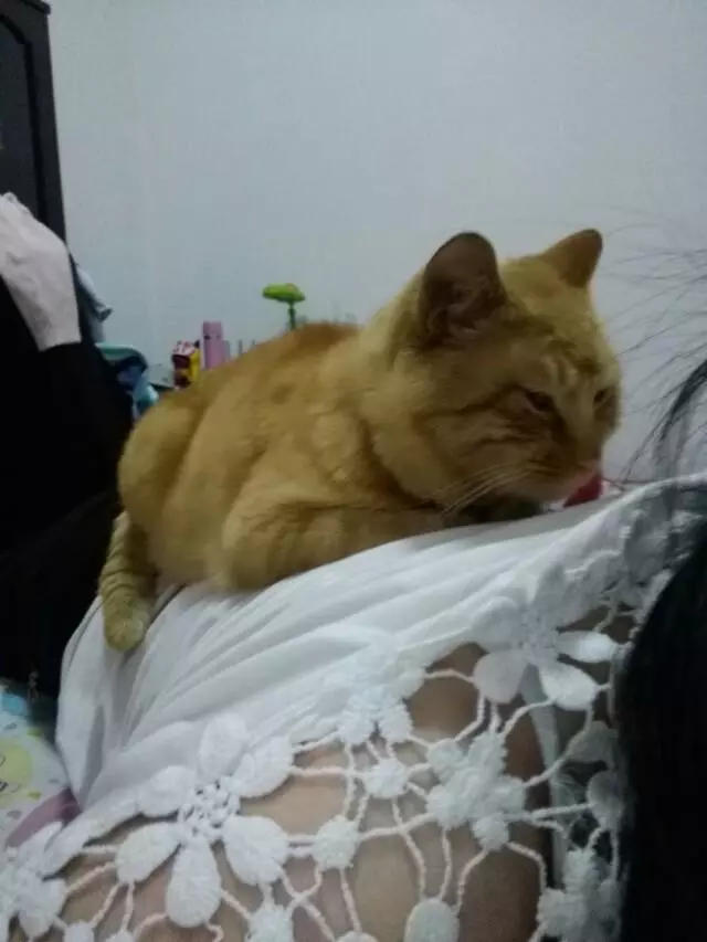 貓咪從陽台掉落摔成,拒絕別人幫助,看到主人後暈倒