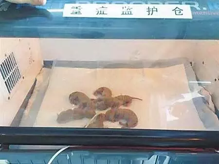 貓媽為保護孩子最後選擇這樣做,周圍人都哭了