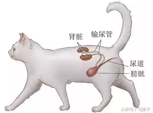 貓媽為保護孩子最後選擇這樣做,周圍人都哭了