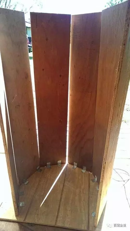 貓奴決心給愛貓做一個獨一無二的貓爬架,最終做成了一棵參天大樹