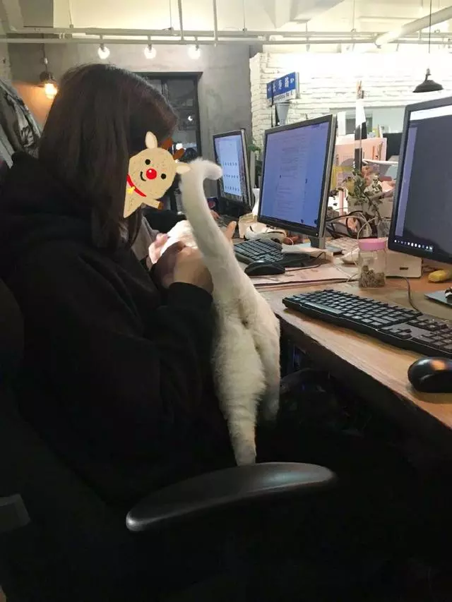 小貓咪闖禍被仍在窗外,在外面聲嘶力竭的求饒,最後的表情沒誰了