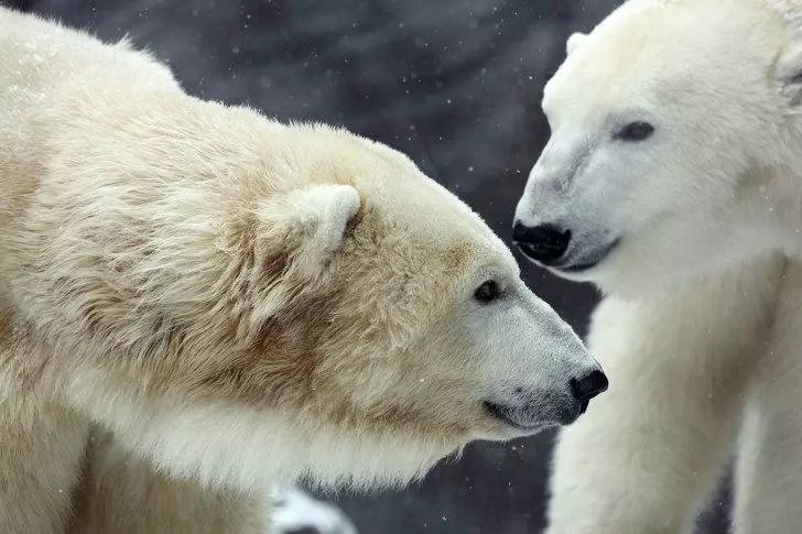 20個讓硬漢「也忍不住少女式尖叫」的超可愛動物本性 灰熊天生就是媽寶! XD