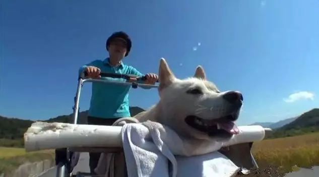 流浪狗因車禍癱瘓,好心夫婦悉心照顧,每日用手推車帶它散步