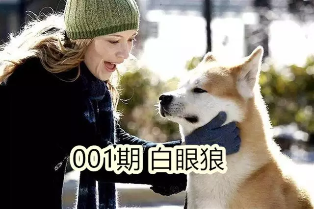 寵物狗不尊重主人的原因,具體表現及糾正方法