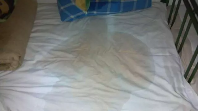 寵物狗不尊重主人的原因,具體表現及糾正方法