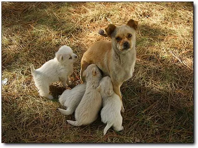 母犬受傷後逃回下水道,好心人前往救助才發現裡面藏有6隻幼犬