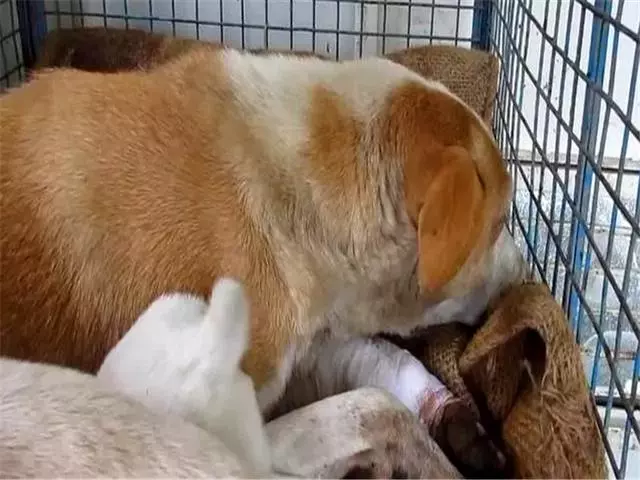 母犬受傷後逃回下水道,好心人前往救助才發現裡面藏有6隻幼犬