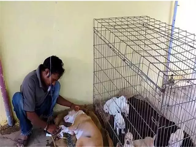 母犬受傷後逃回下水道,好心人前往救助才發現裡面藏有6隻幼犬