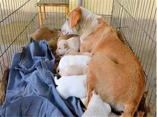 母犬受傷後逃回下水道,好心人前往救助才發現裡面藏有6隻幼犬