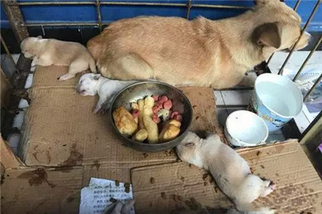 母犬受傷後逃回下水道,好心人前往救助才發現裡面藏有6隻幼犬