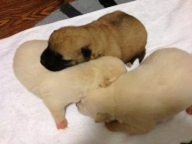 母犬受傷後逃回下水道,好心人前往救助才發現裡面藏有6隻幼犬