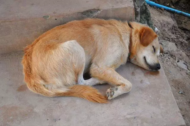母犬受傷後逃回下水道,好心人前往救助才發現裡面藏有6隻幼犬
