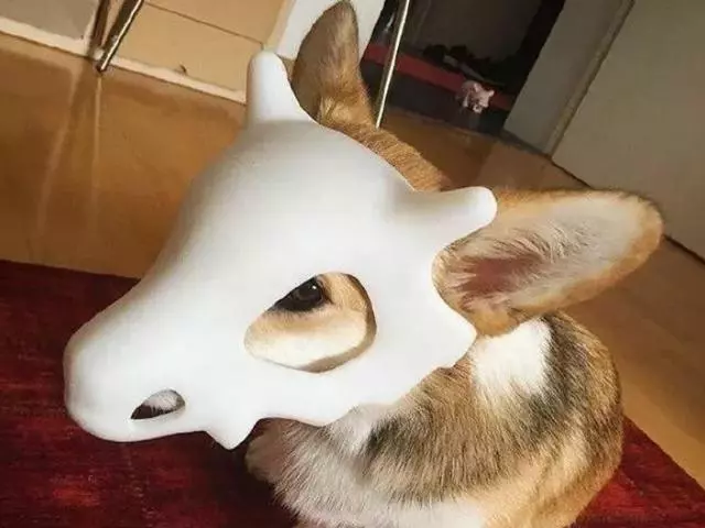 鏟屎官活用3D印表機,家中柯基成小怪獸,戴著面具很是驕傲