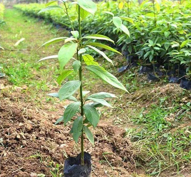大門前千萬別瞎種,六種樹旺宅,3種樹是大忌