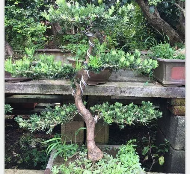 大門前千萬別瞎種,六種樹旺宅,3種樹是大忌