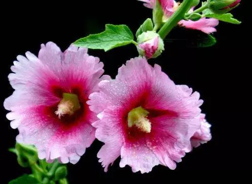 3月21號開始,聚財如雨,橫財大獎不斷,大富大貴不差錢的5生肖!