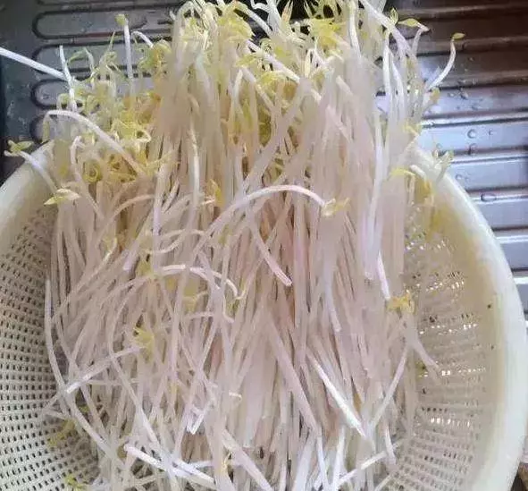 芹菜,青蔥,豆芽不用買,1個可樂瓶就能做出來,綠色又美味 ,省錢又健康!!